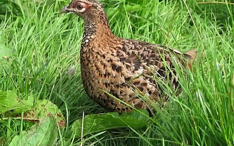 Tales of Koosha 2 S01E11